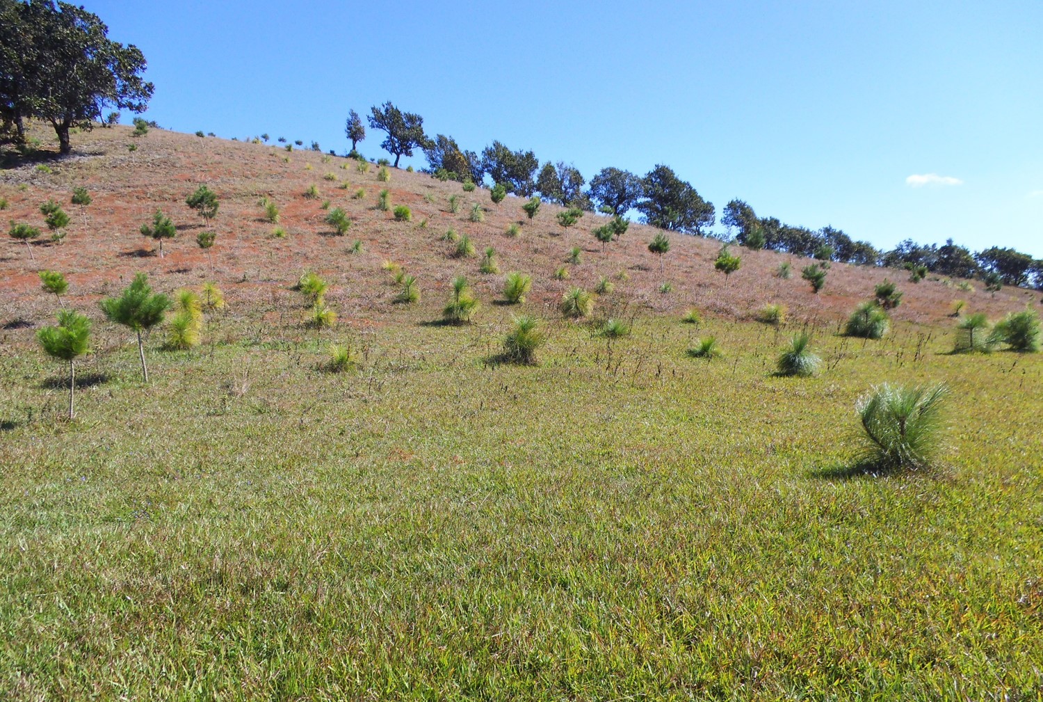 Restoring 1 million hectares of degraded land in Mexico Initiative 20x20